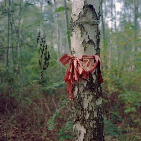 Birch tree in forest with red ribbon tied around its trunk, surrounded by foliage, woodland scenery in a natural outdoor setting.