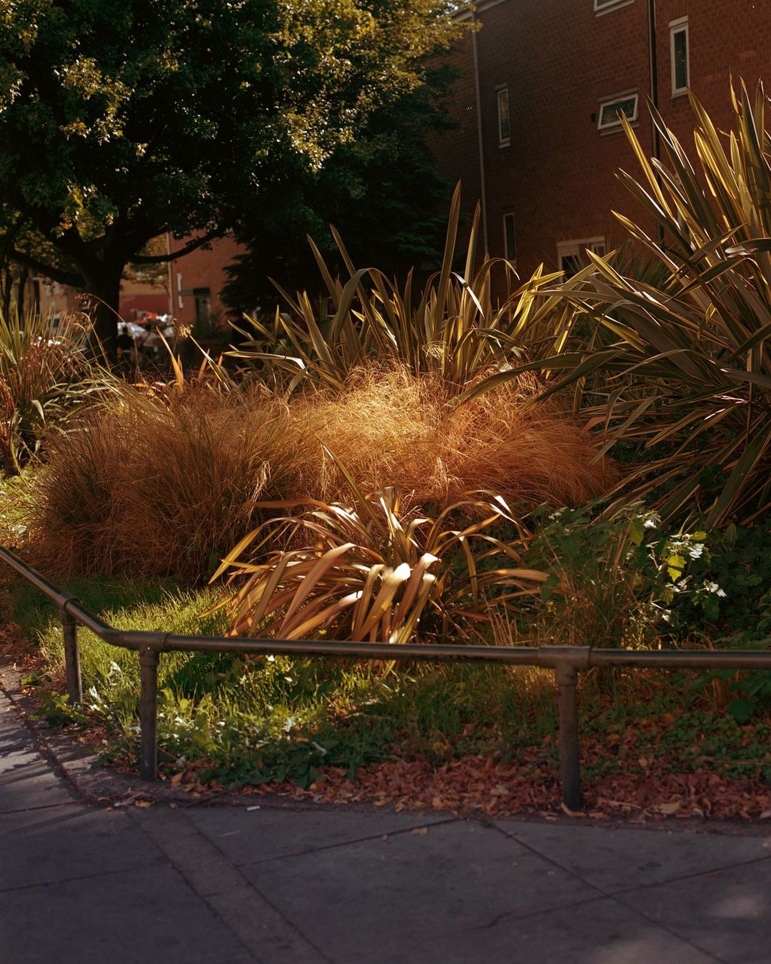 Urban foliage includes ornamental grasses and long-leaf plants near a brick building, enhanced by natural sunlight, set against a city street.