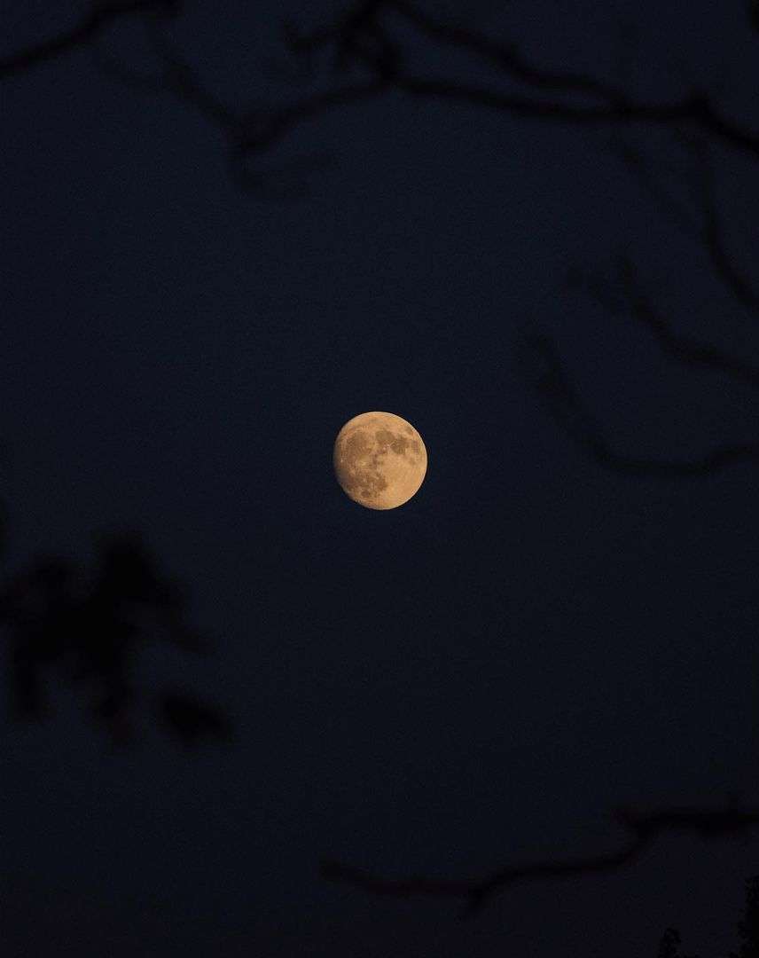 A full moon glows against a dark blue sky, framed by out-of-focus branches in the foreground creating a serene, nighttime nature scene.