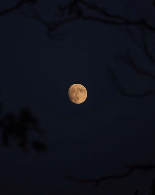A full moon glows against a dark blue sky, framed by out-of-focus branches in the foreground creating a serene, nighttime nature scene.