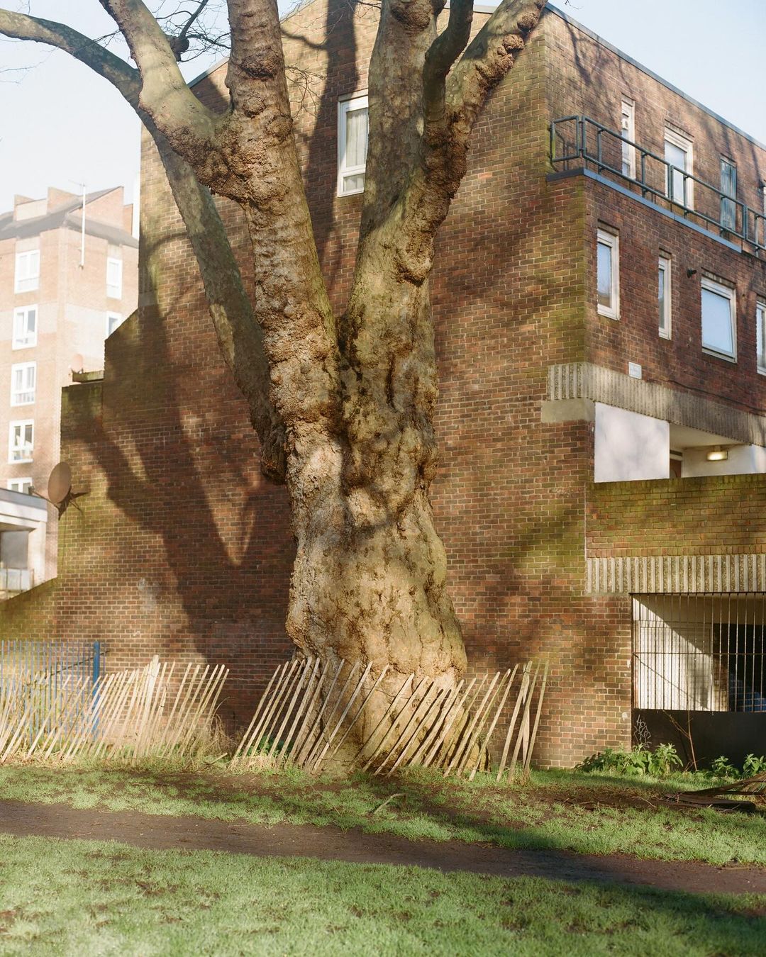 A large tree trunk and branches dominate, fronting a brick building under bright light. A wood fence sits at the tree's base.