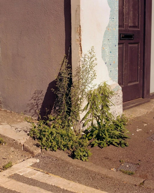Exterior shot of a building corner with a weathered wall, brown door, and overgrown green plants.