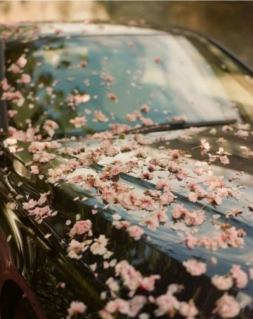 Black car covered with delicate pink cherry blossom petals. The car is parked outdoors with natural light highlighting the springtime scene.