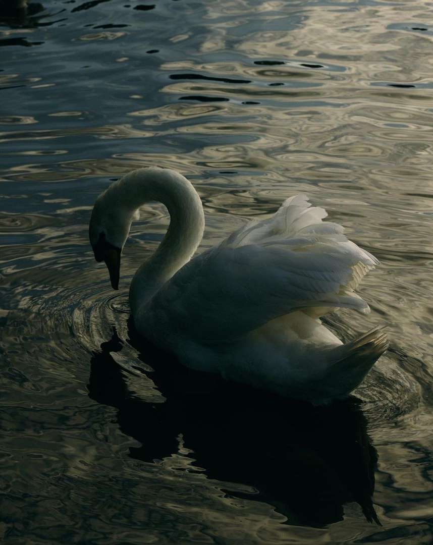 Elegant white swan gracefully glides across rippling water in tranquil outdoor setting with dark blue and silver tones.
