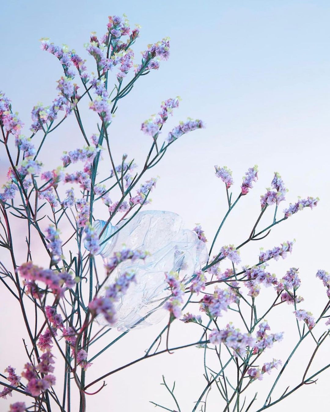Delicate sprigs of purple flowers frame a light blue plastic bag, offering a stark contrast between nature and synthetic materials.