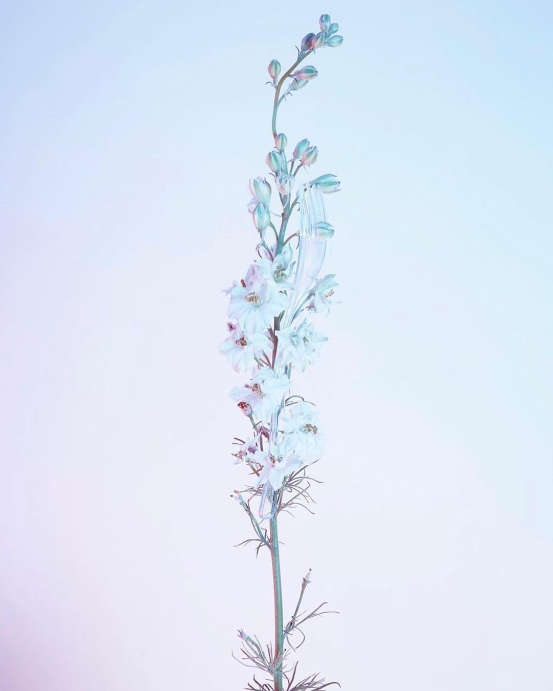 Close-up of a pale blue and white delphinium flower on a long stem against a soft, pastel gradient background.