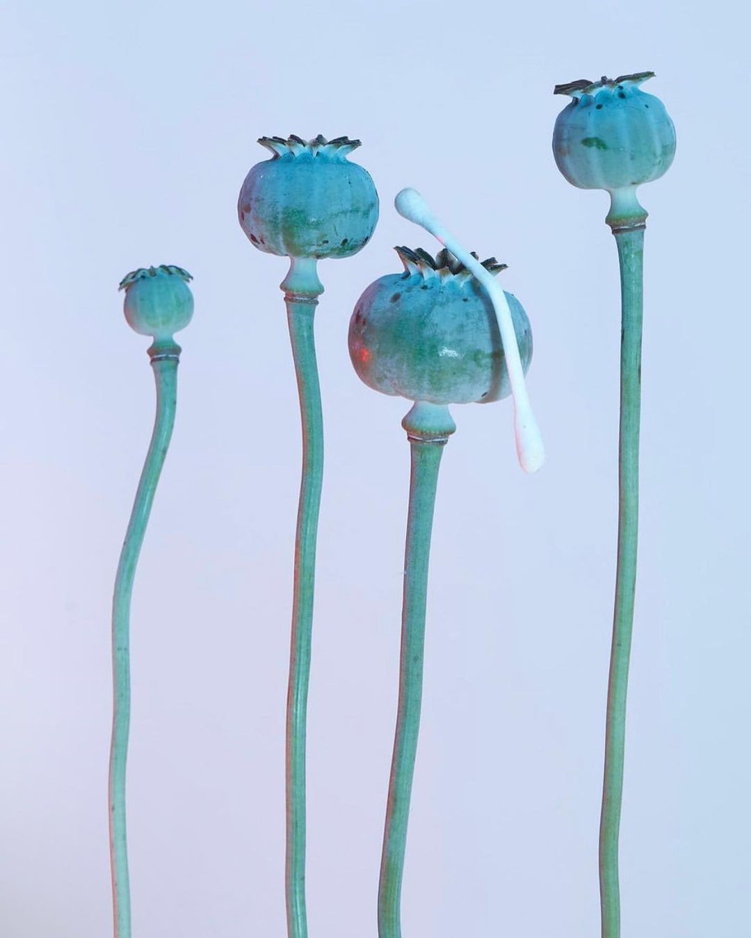 Still life of four teal poppy seed pods, arranged by height, with one white cotton swab resting on the middle poppy pod.
