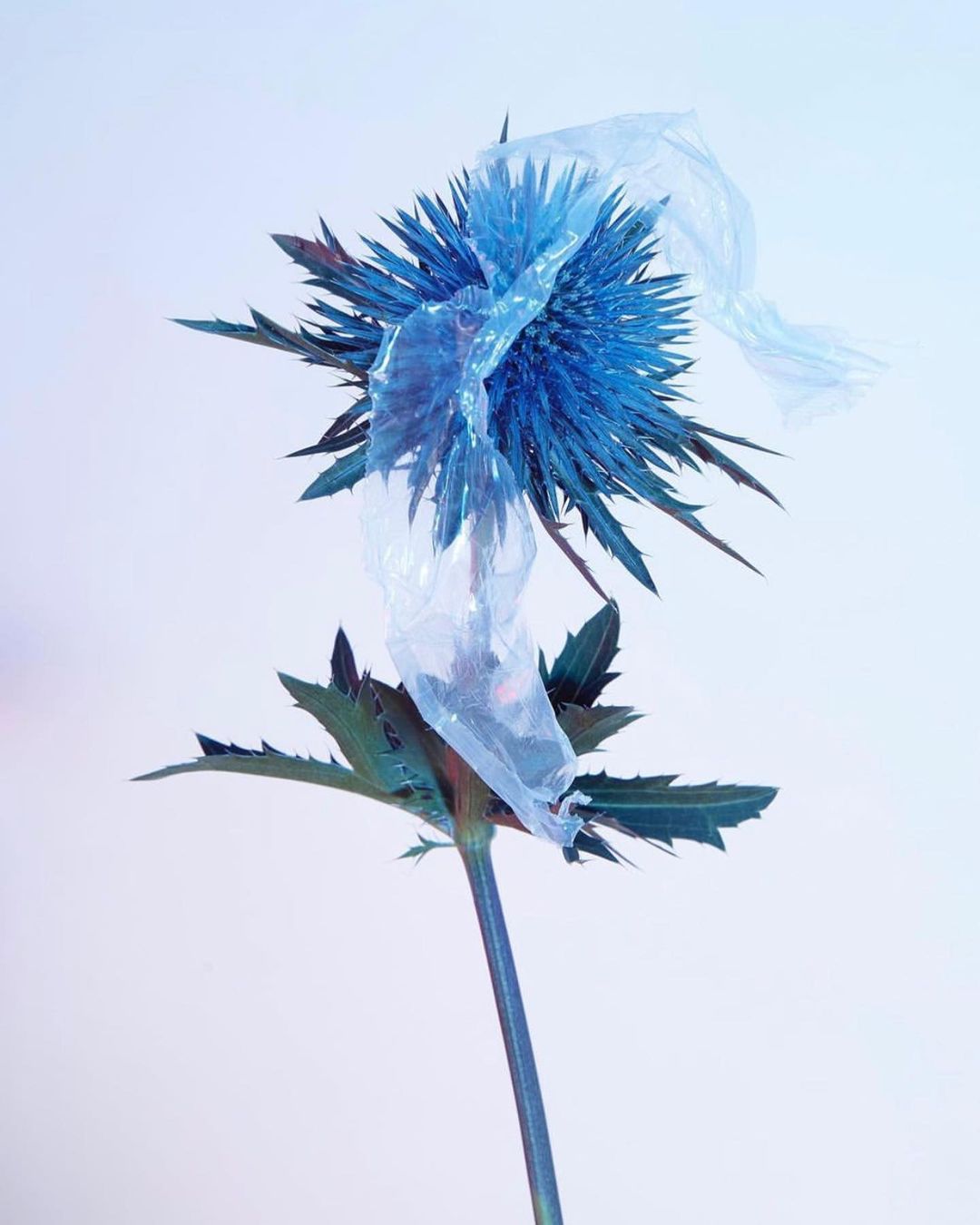 Blue thistle flower stands upright, adorned with clear plastic material against a soft gradient background. Nature and environmental themes.