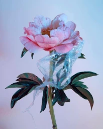 Pink peony flower on a stem wrapped in a clear plastic bag against a light gradient background.