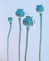 Four green poppy seed pods on long stems against a plain white background, with a white cotton swab resting on one pod.