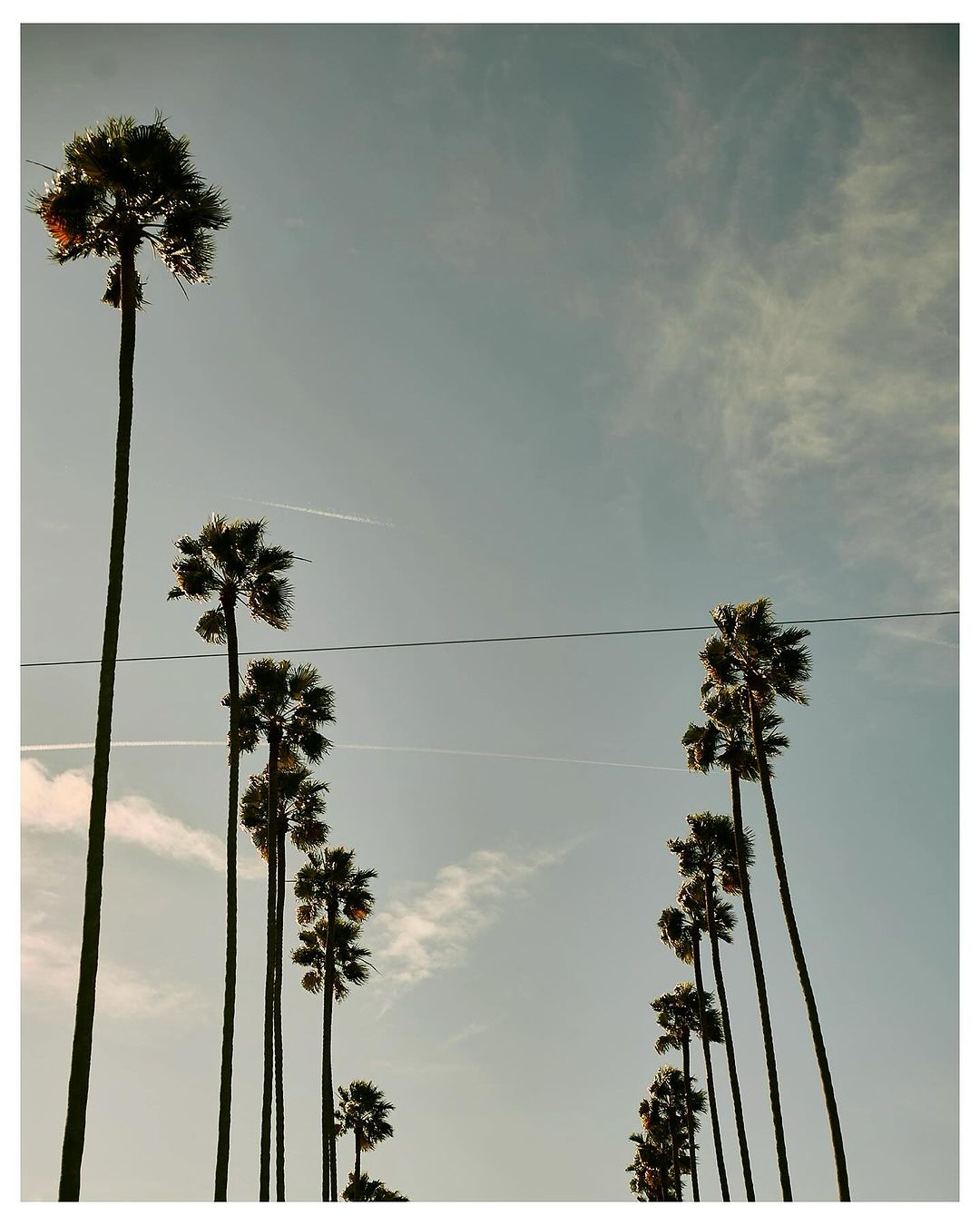 Low-angle shot of silhouetted palm trees against a light blue sky with soft white clouds; thin power lines cross the frame.