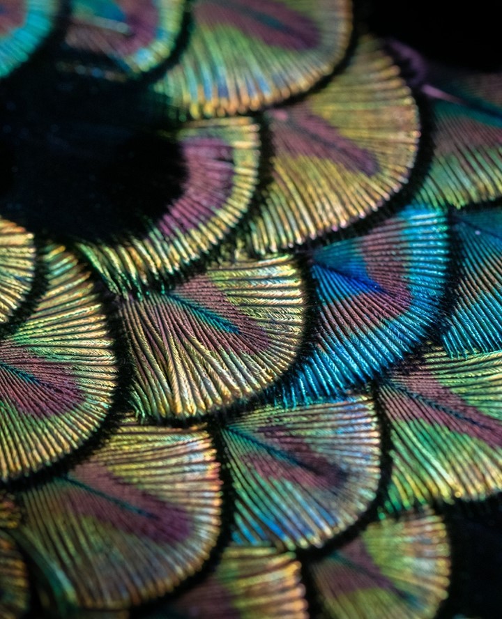 A close-up view displays a stunning array of iridescent peacock feathers, exhibiting a vibrant mix of blue, green, and gold hues.