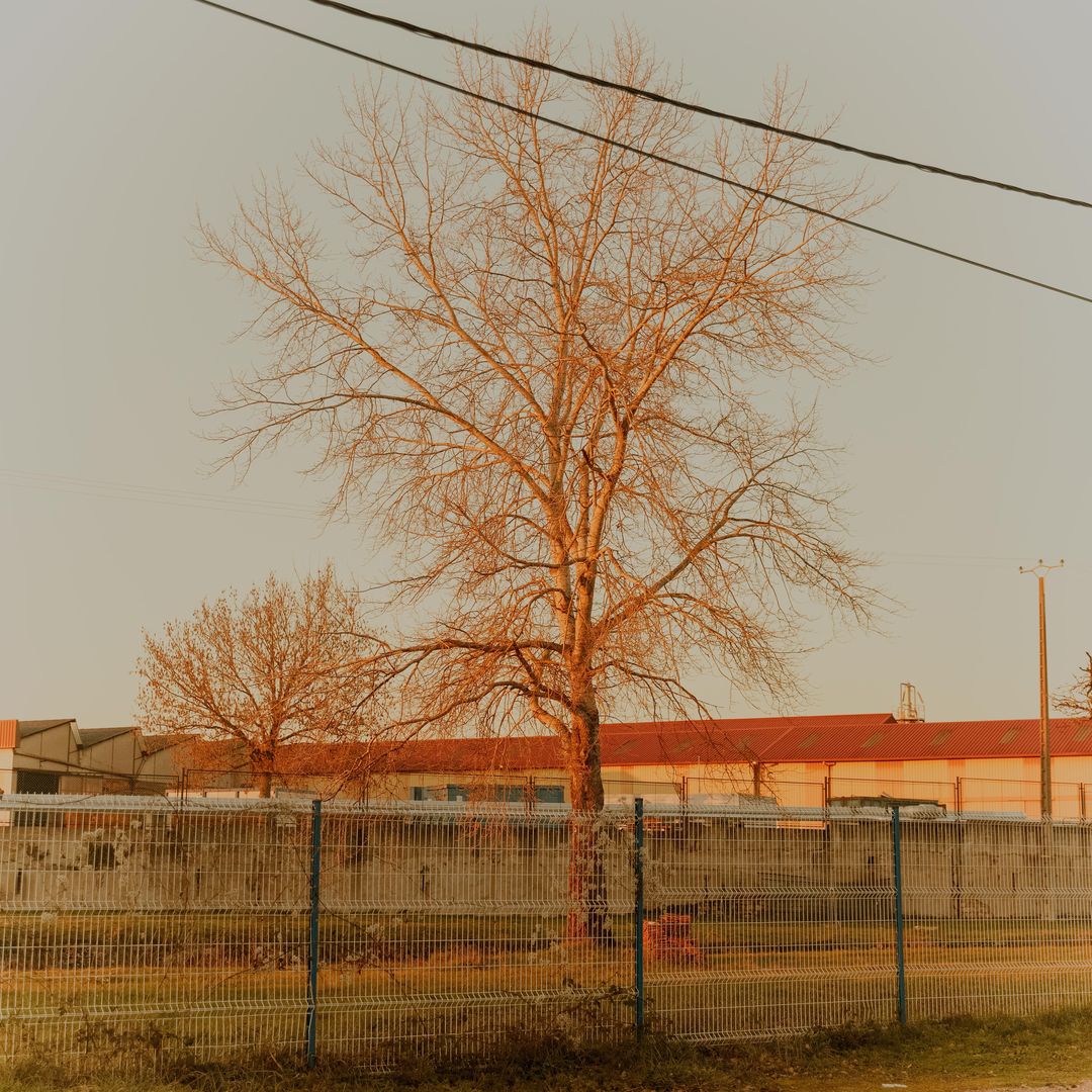 Bare tree dominates the frame, set against a pale sky and a backdrop of industrial buildings behind a chain-link fence on a sunny day.