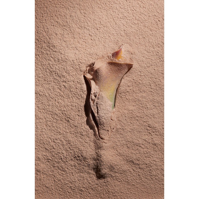 Close-up studio shot of a single calla lily encased in a light brown powder or sediment, casting shadows on the background.