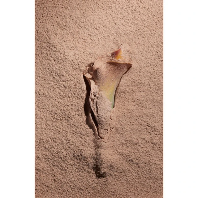Close-up studio shot of a single calla lily encased in a light brown powder or sediment, casting shadows on the background.