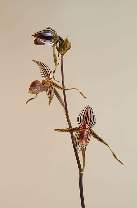 Striking still life of exotic lady slipper orchids in bloom against a solid pale peach backdrop, showcasing intricate flower details.