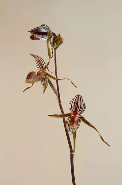 Striking still life of exotic lady slipper orchids in bloom against a solid pale peach backdrop, showcasing intricate flower details.