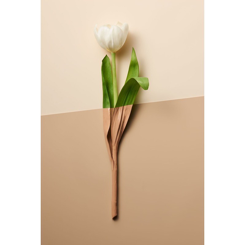 Still life shot of a single white tulip flower with green leaves on a two-tone light beige and brown backdrop creating a minimalist floral image.