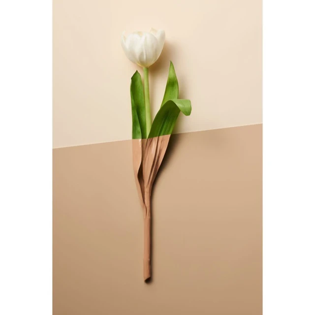 Still life shot of a single white tulip flower with green leaves on a two-tone light beige and brown backdrop creating a minimalist floral image.