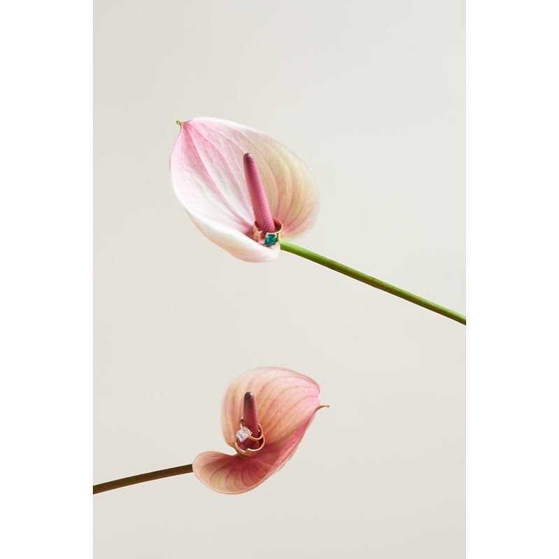 Close-up studio shot of two pink Anthurium flowers with green stems, set against a clean, neutral background, showcasing floral beauty.