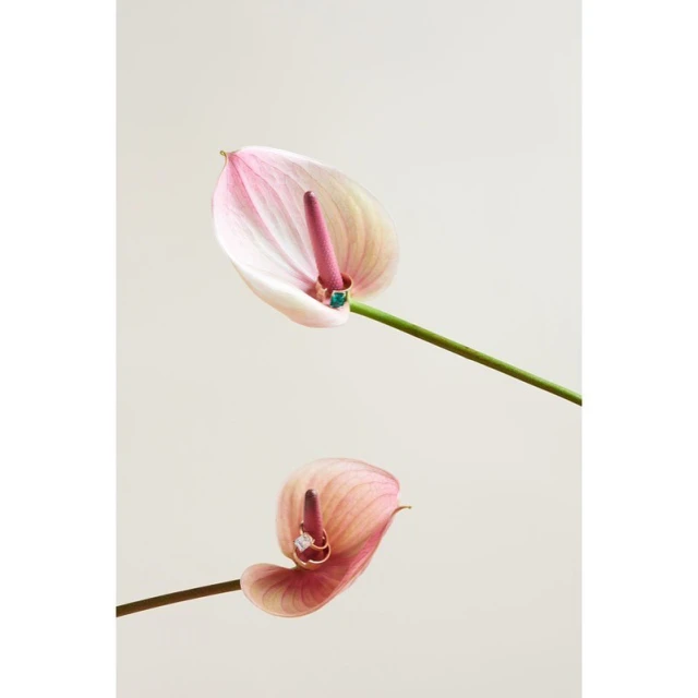 Close-up studio shot of two pink Anthurium flowers with green stems, set against a clean, neutral background, showcasing floral beauty.
