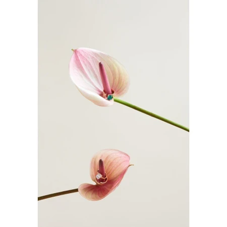 Close-up studio shot of two pink Anthurium flowers with green stems, set against a clean, neutral background, showcasing floral beauty.