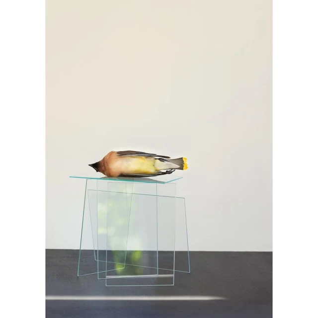Artistic still life photograph of a cedar waxwing songbird resting on stacked transparent glass sheets against a minimalist background.