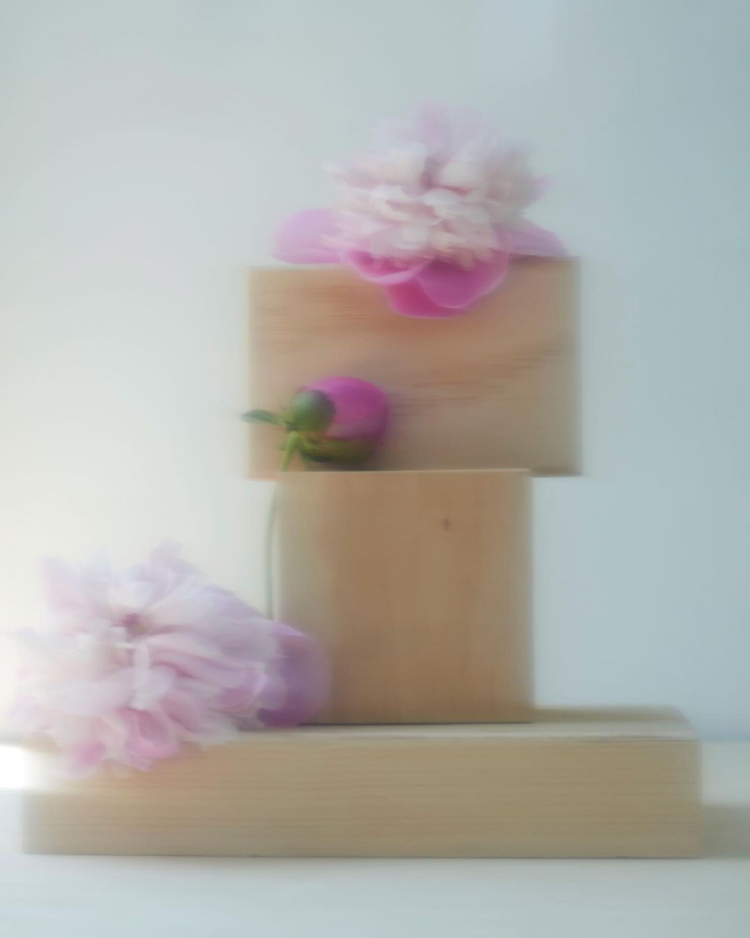 Still life of pink peony blooms on stacked wooden blocks against a soft white background, creating a peaceful, botanical composition.