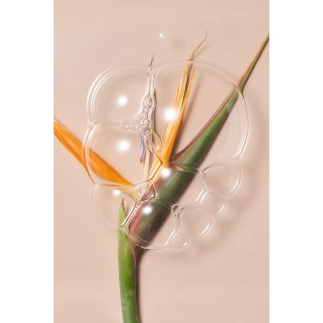 Still life of bird of paradise flower and water bubbles on a neutral background creating a clean, refreshing, and natural visual.