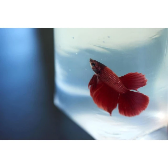 Red betta fish swimming in a clear plastic bag, showing its vibrant color and delicate fins against a contrasting dark background.