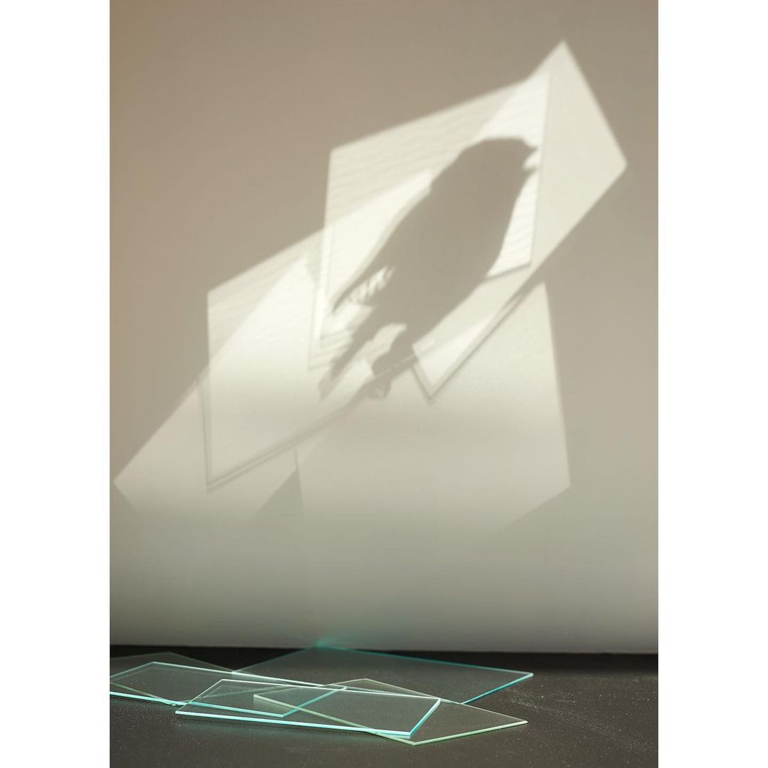 Minimalist studio still life photograph featuring shadows of a bird projected onto a wall with sheets of clear glass in the foreground.