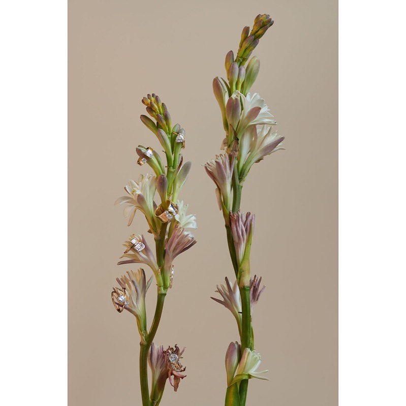 Botanical art still life of two stems of tuberose flowers in white and purple hues against a neutral beige background, vertical