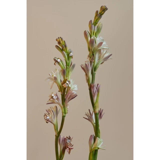 Botanical art still life of two stems of tuberose flowers in white and purple hues against a neutral beige background, vertical