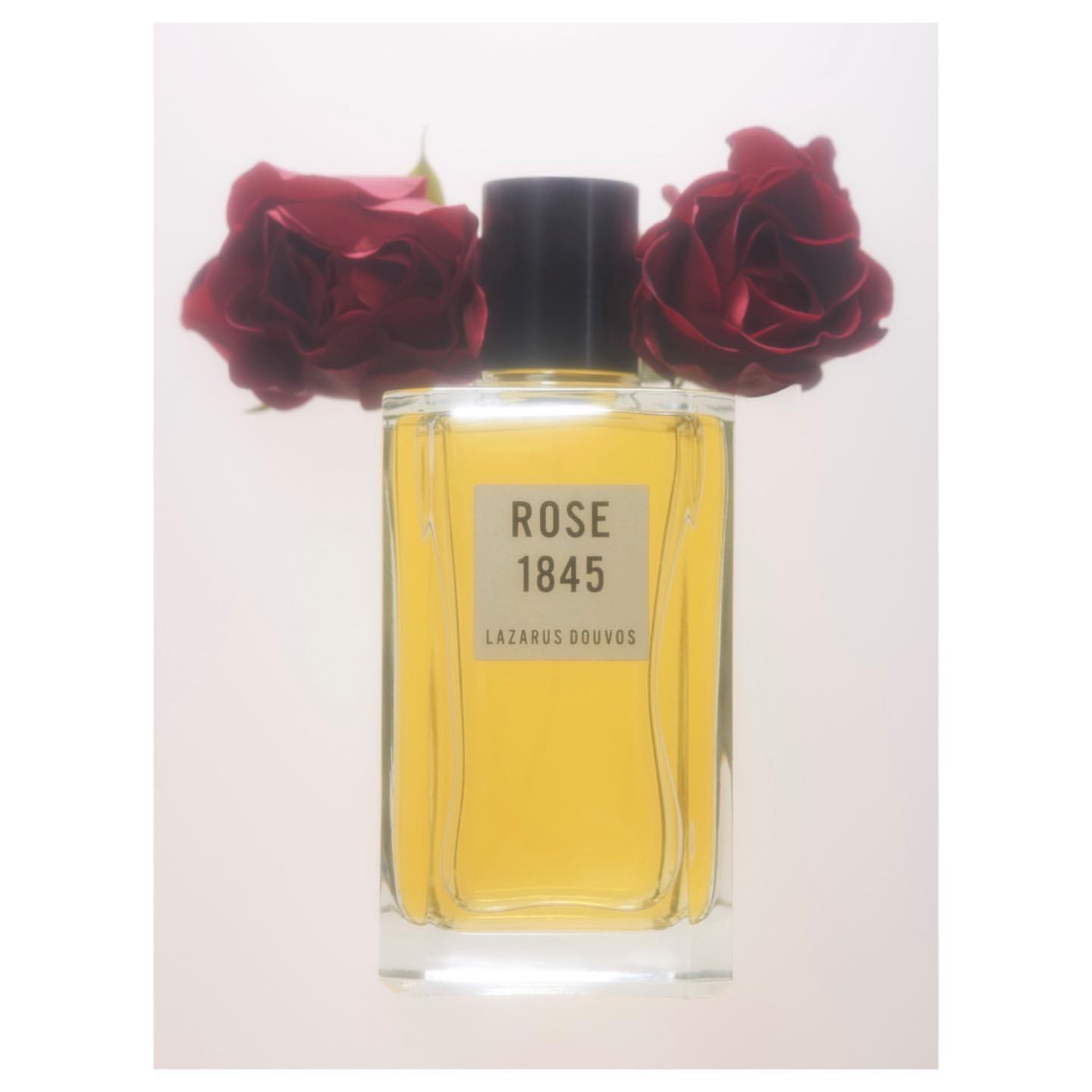 An artful product shot features a bottle of ROSE 1845 Lazarus Douvos perfume, flanked by two dark red roses, set against a soft white background.