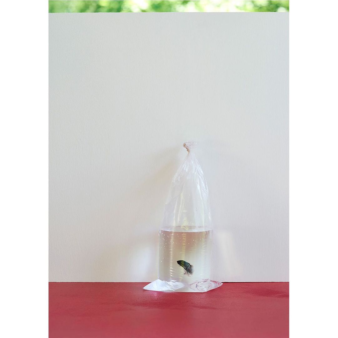 A betta fish swims inside a plastic bag filled with water, set on a red surface against a white background and greenery.