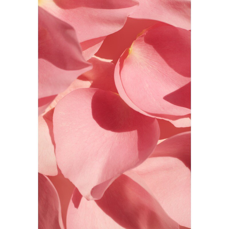 Close-up photograph featuring a collection of delicate, light pink rose petals, with soft, diffused lighting and subtle shadows.