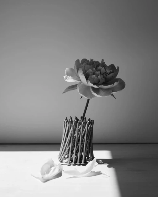 Monochrome image of a single peony in a wooden vase, set against a graduated light background, with two fallen petals in the foreground.