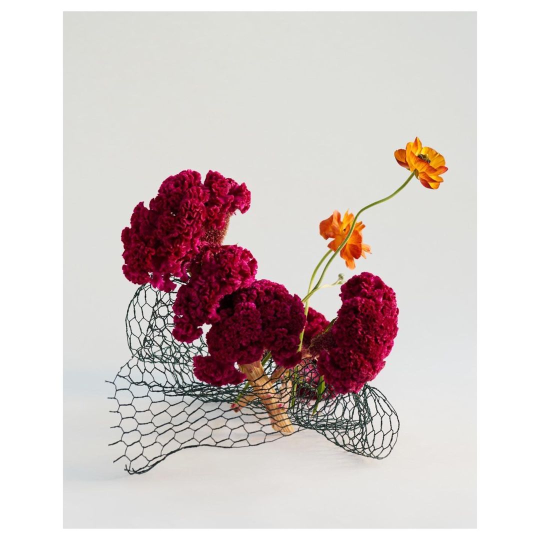 Floral arrangement with burgundy celosia and orange ranunculus flowers in a black wire support on a white backdrop, studio lighting.
