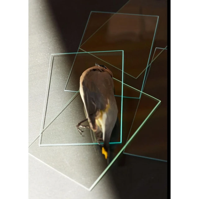 Overhead shot of a cedar waxwing bird lying on multiple square glass panes over a dark gray surface with hard directional lighting.