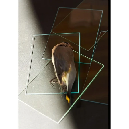 Overhead shot of a cedar waxwing bird lying on multiple square glass panes over a dark gray surface with hard directional lighting.