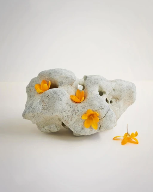 Still life shot of a light gray, porous rock adorned with bright yellow flowers, set against a plain off-white backdrop for a minimalist aesthetic.