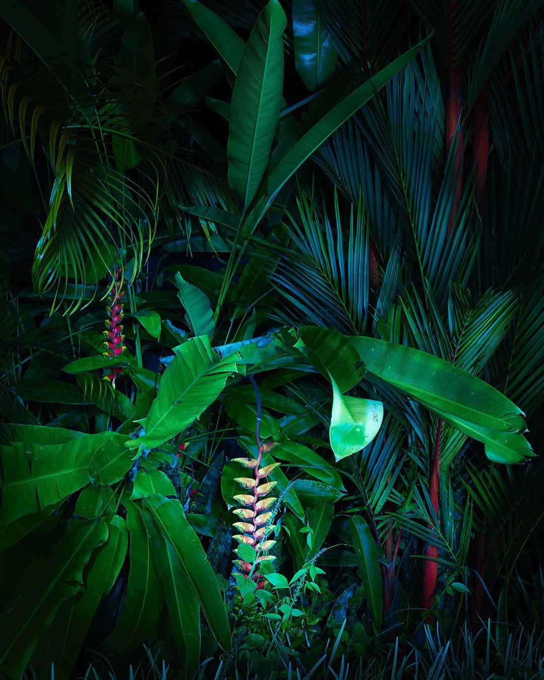 Lush tropical foliage with heliconia flowers in the center, featuring broad green leaves, red stems, and a dark, natural setting.