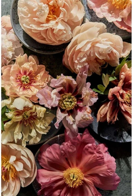 Close-up still life of colorful peonies arranged on plates, showcasing their delicate petals and vibrant hues in a vertical composition.