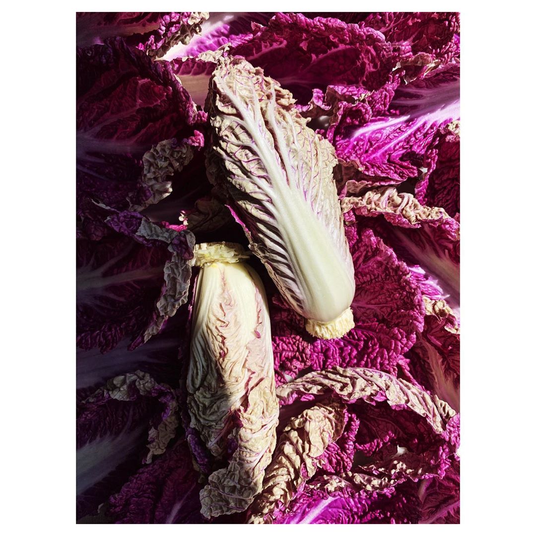 Close-up studio shot of two heads of Napa cabbage with ruffled purple leaves, showcasing the vibrant textures and colors.
