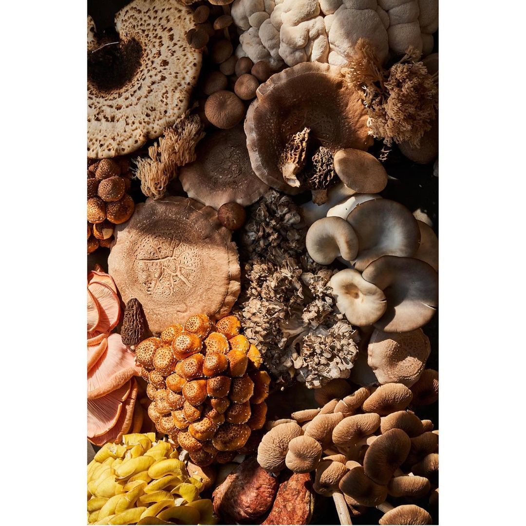 Overhead view of an assortment of various mushrooms featuring diverse sizes, shapes, textures, and colors creating a natural pattern.