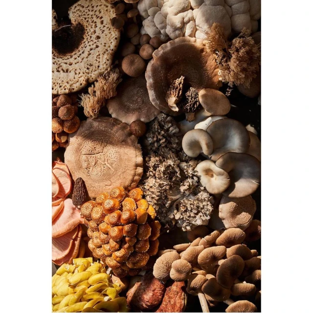 Overhead view of an assortment of various mushrooms featuring diverse sizes, shapes, textures, and colors creating a natural pattern.