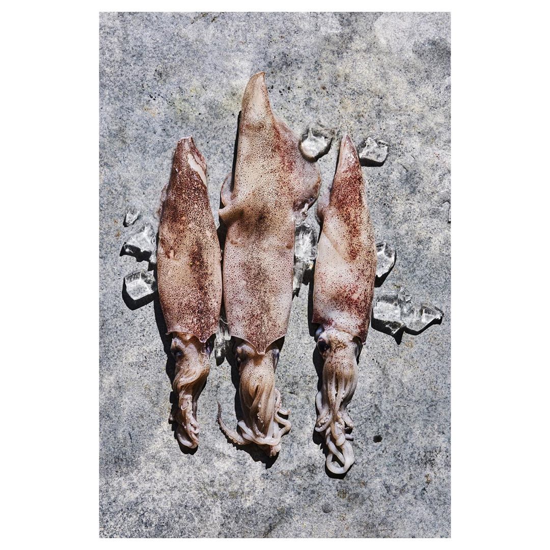 Overhead shot of three squids arranged vertically with ice pieces on a mottled grey surface, highlighting culinary freshness and presentation.