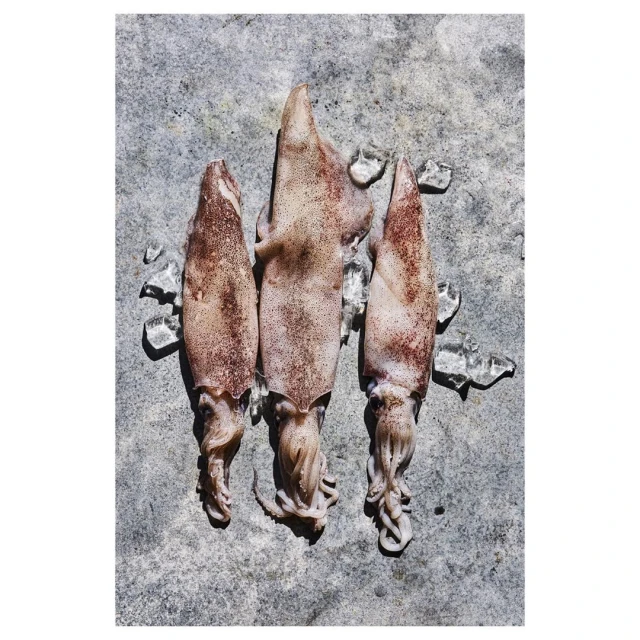 Overhead shot of three squids arranged vertically with ice pieces on a mottled grey surface, highlighting culinary freshness and presentation.