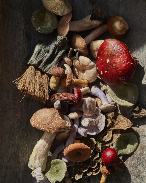 An overhead shot showcases a variety of vibrant mushrooms, with red, brown, and beige hues, scattered across a textured wooden surface.