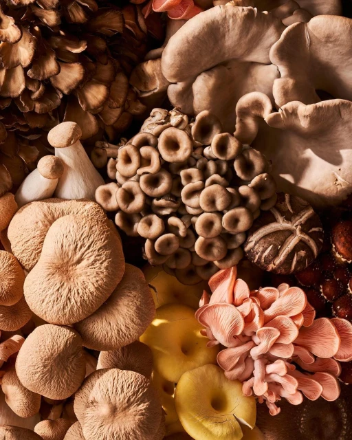 Overhead shot of diverse colorful mushrooms including oyster, shiitake, and enoki varieties in shades of brown, tan, yellow, and pink.